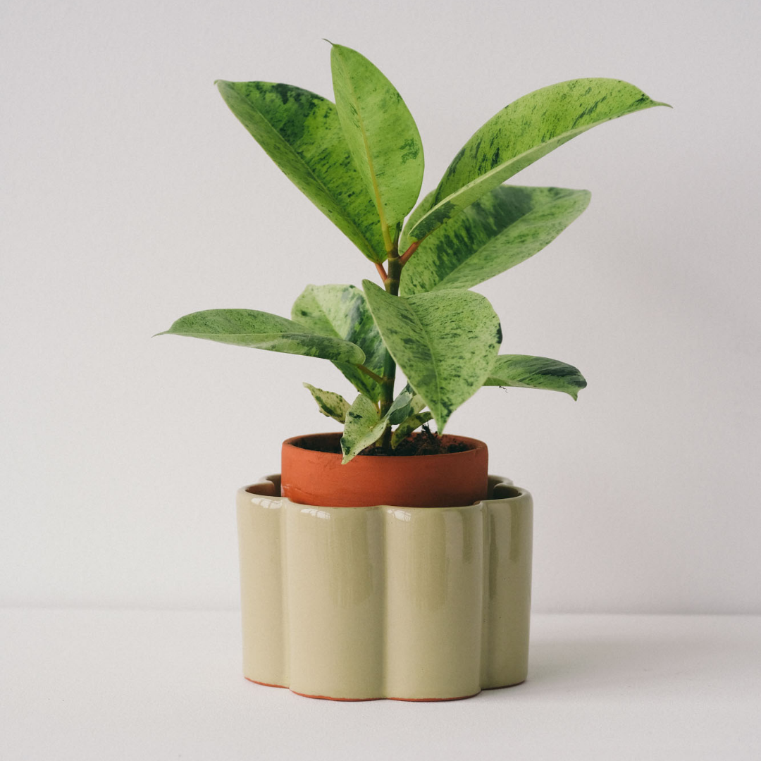 pot plante design Pépin